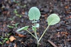 broccoli seedlings