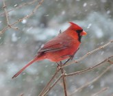 snow cardinal