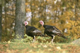 wild turkeys