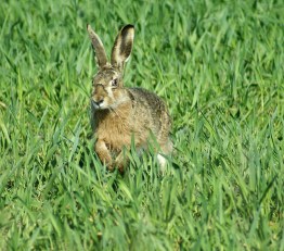 hare-1215096_640