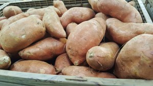free sweet potato